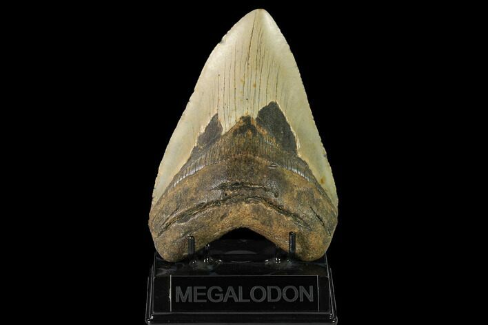 Fossil Megalodon Tooth - North Carolina #147534